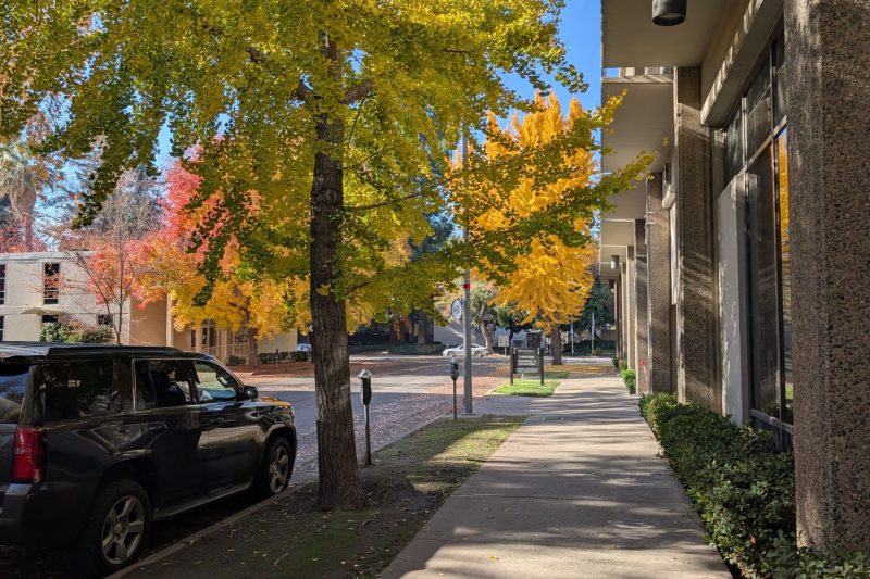Home 12 A sunlit urban sidewalk lined with vibrant autumn trees and 1787677299